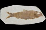 Detailed Fossil Fish (Knightia) - Wyoming #115110-1